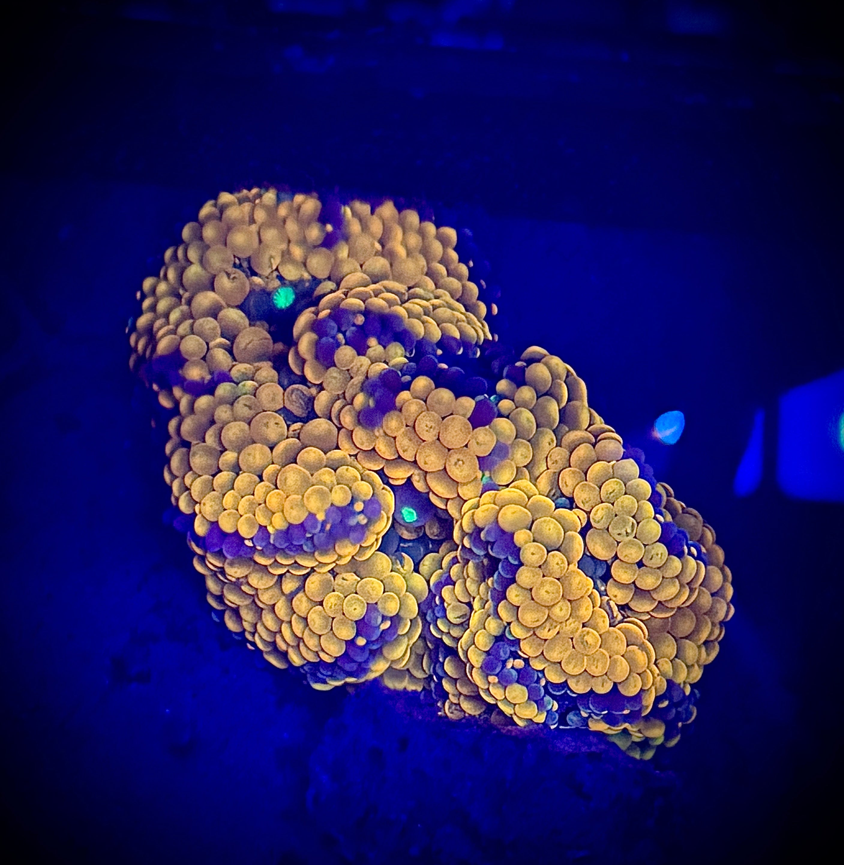 Ultra Ricordea Orange and Purple Coral