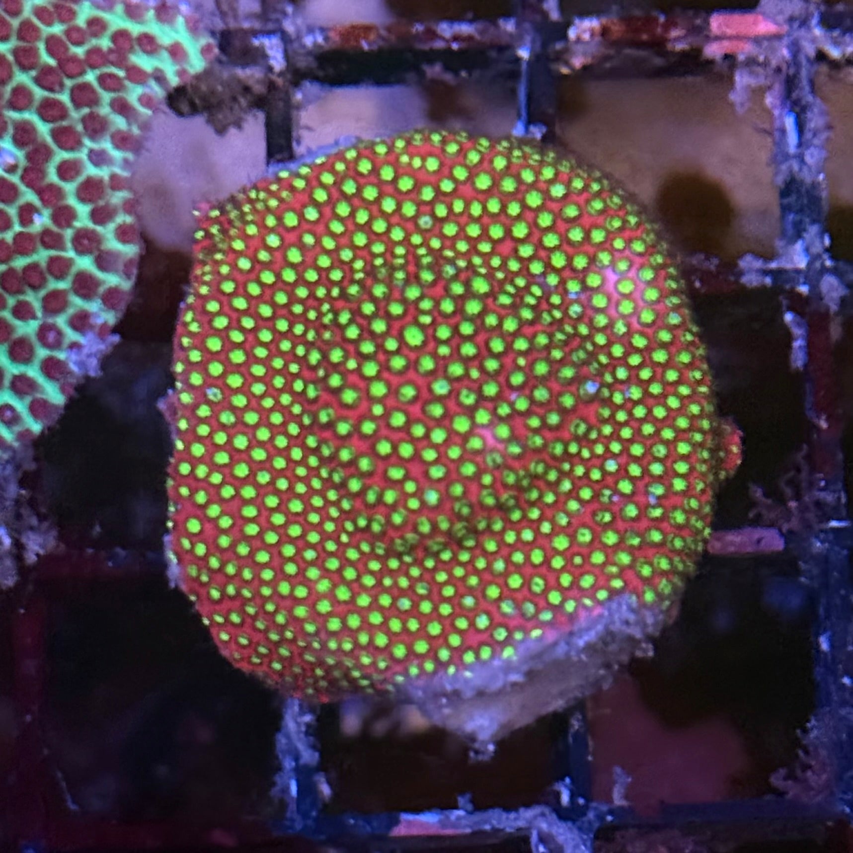 WWC Electric Daisy Stylocoeniella ED1