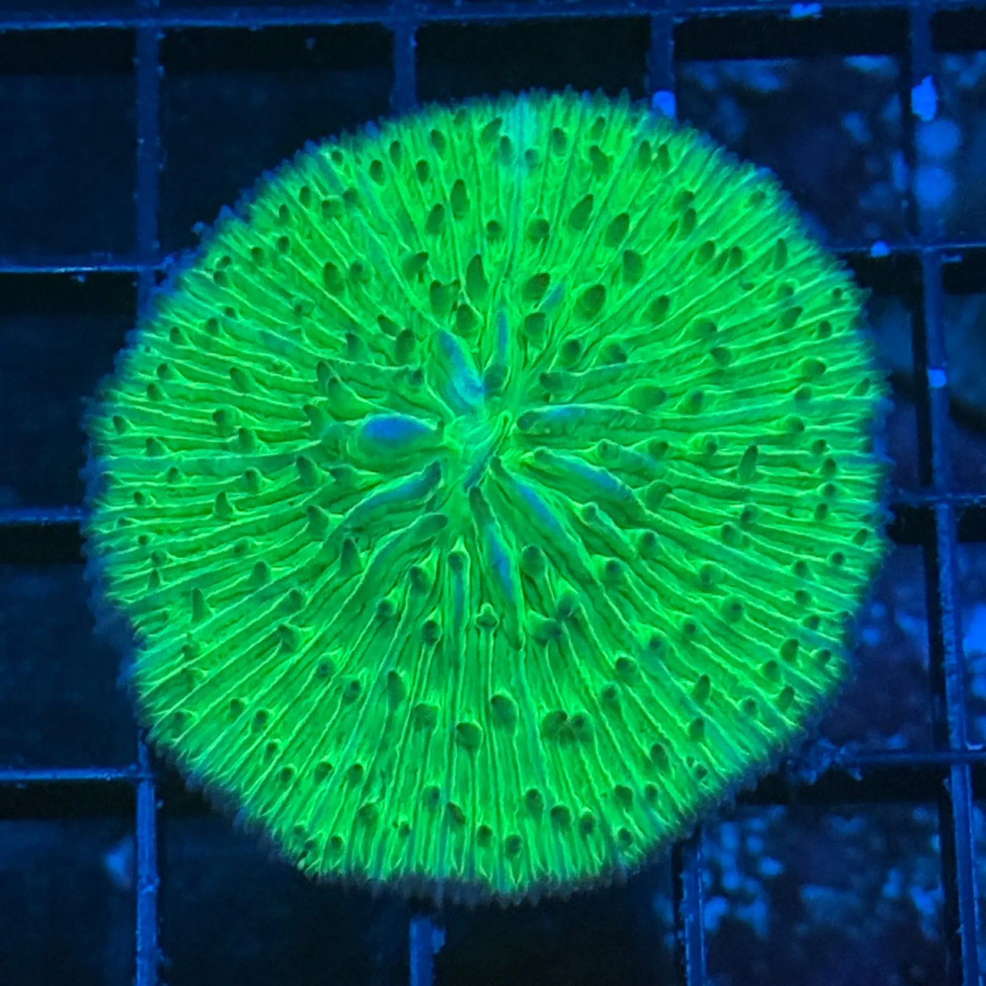 Toxic Green Plate Coral