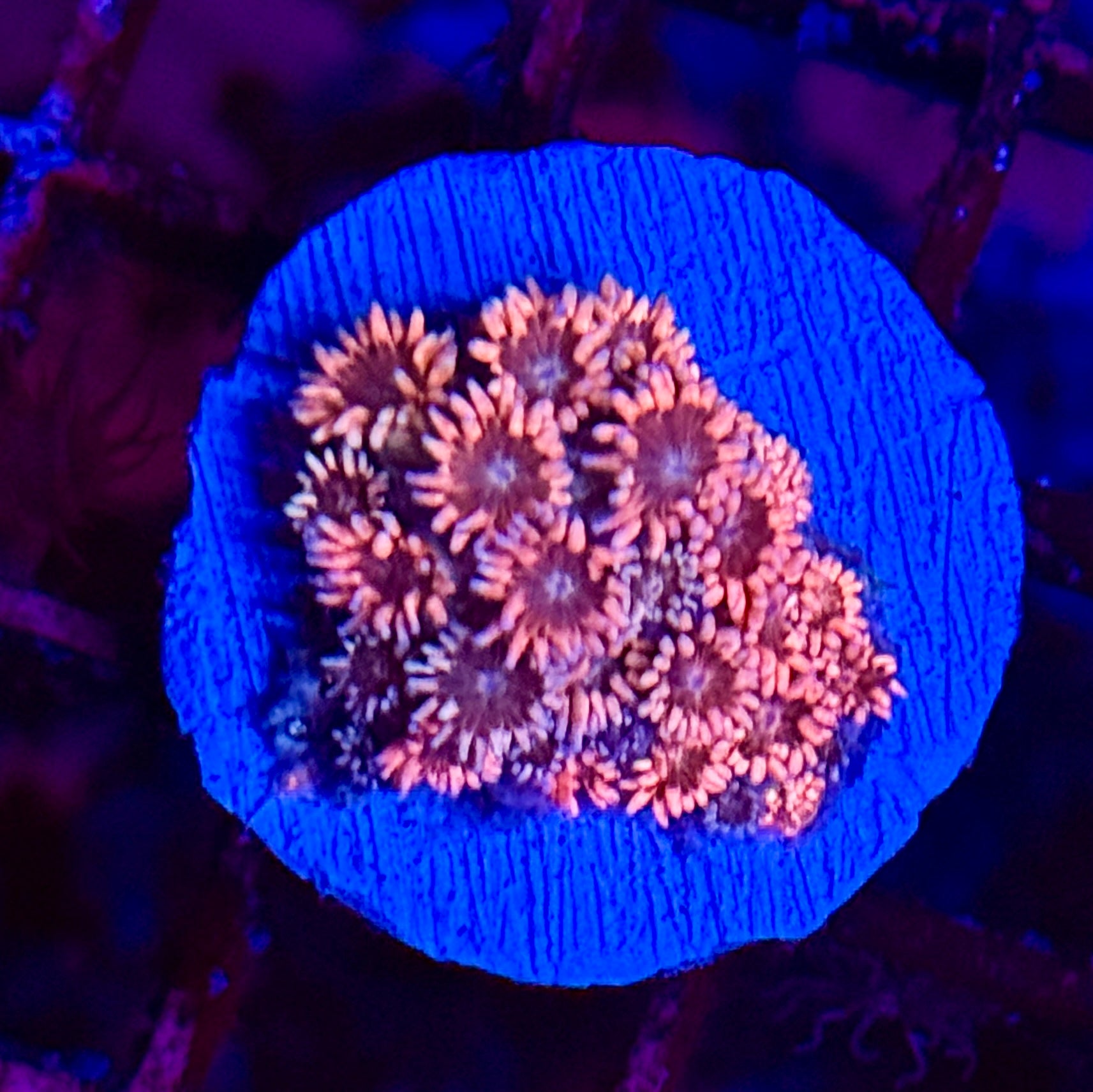 Ultra Rainbow Pink Goni Coral Frag - Lakeside Reefing