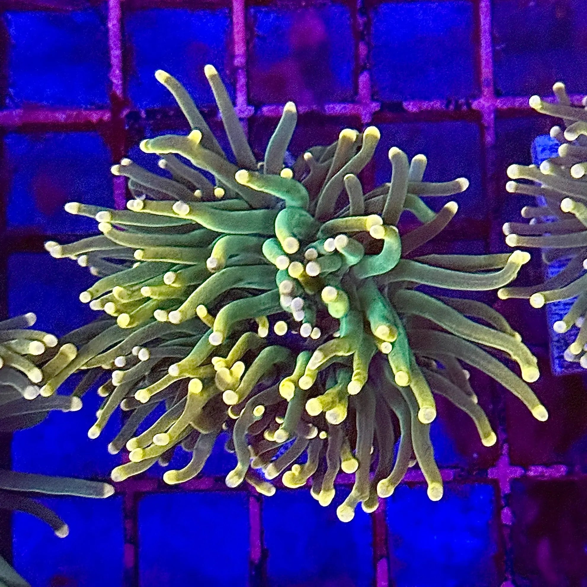 Deep Green Torch Coral R5C6