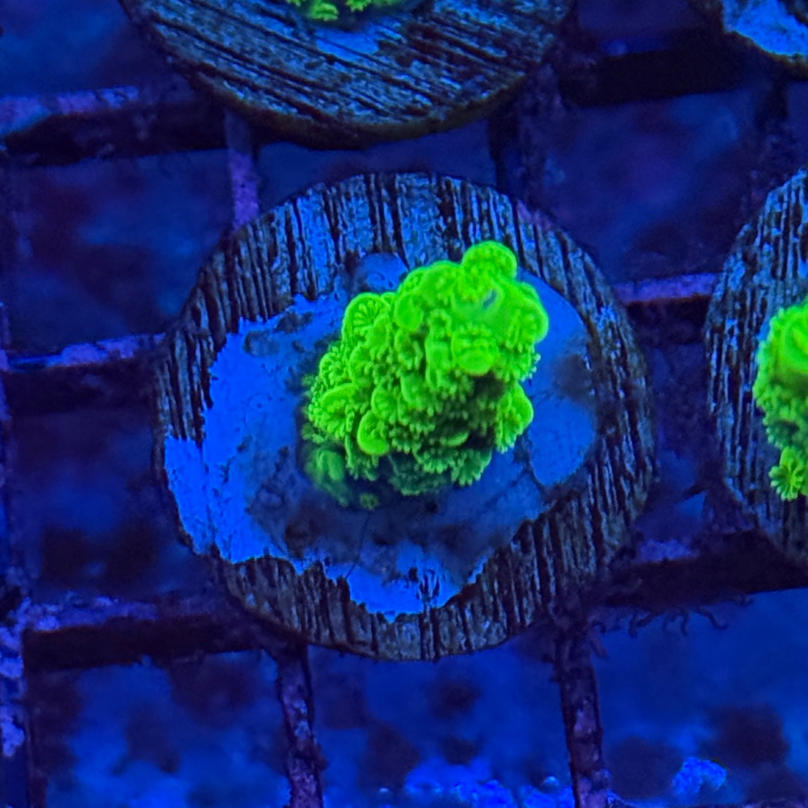 ACI Jake Adams Toxic Green Florida Acropora 3