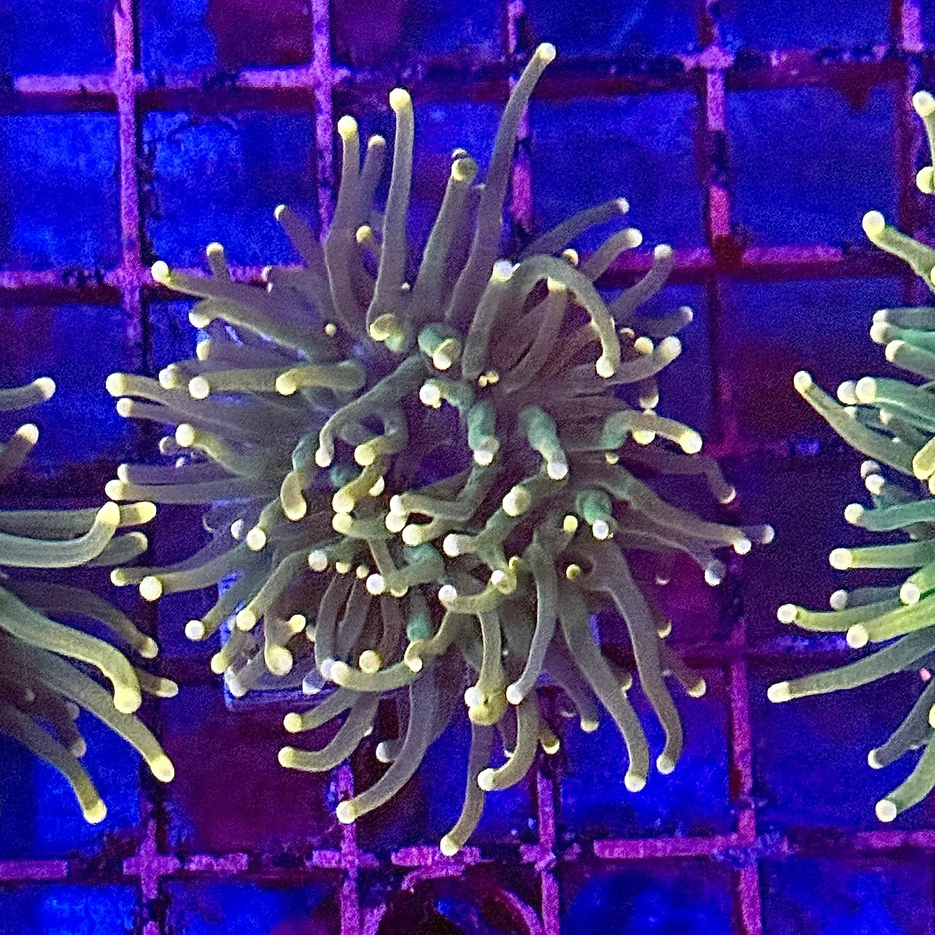 Deep Green Torch Coral R5D6