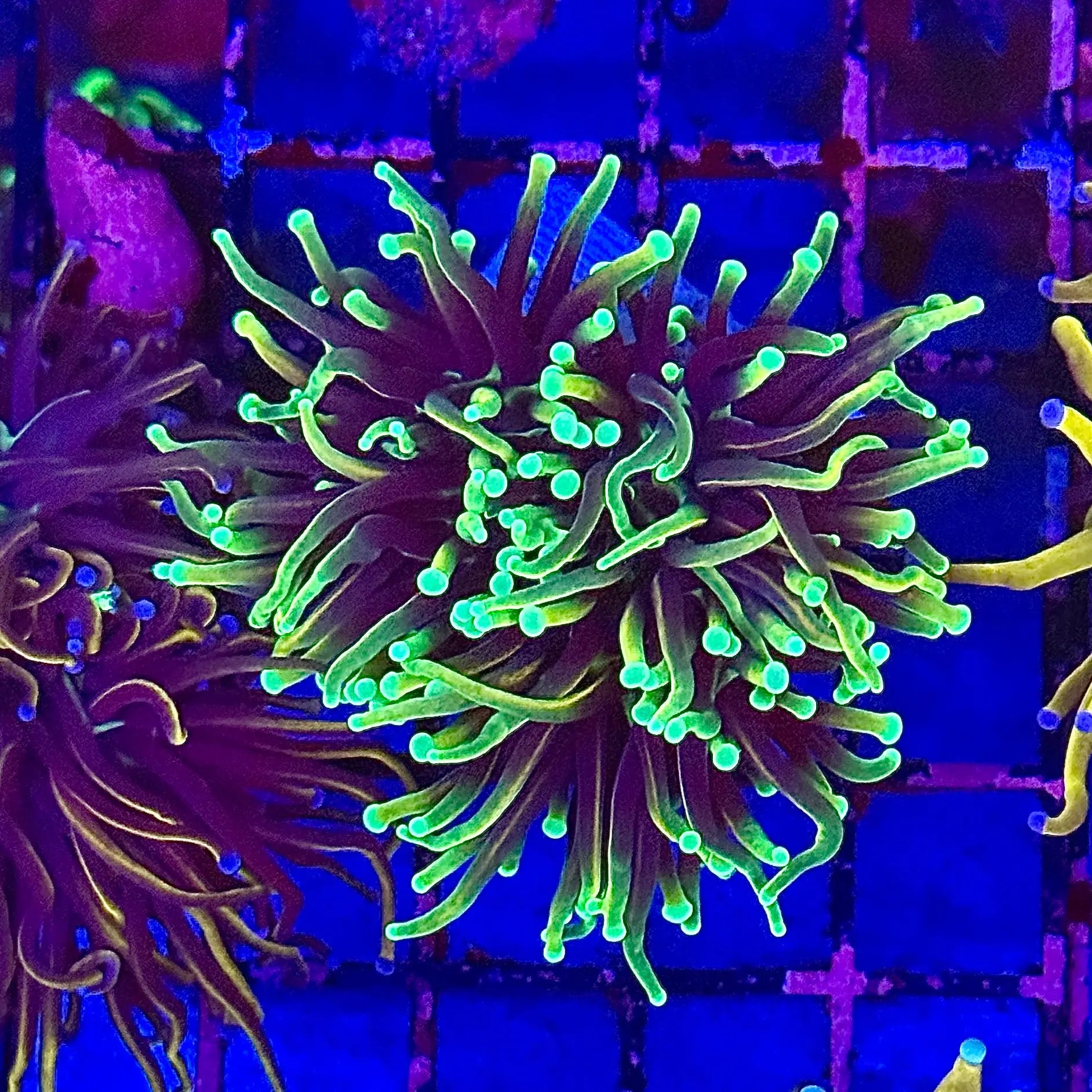 Hellfire Torch Coral R4D6