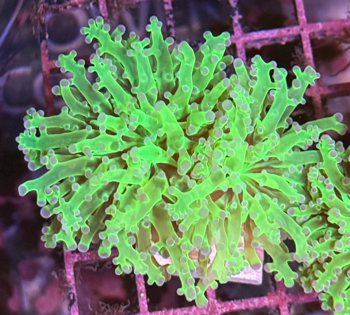 Bright Green with Purple Tips Frogspawn R1B1
