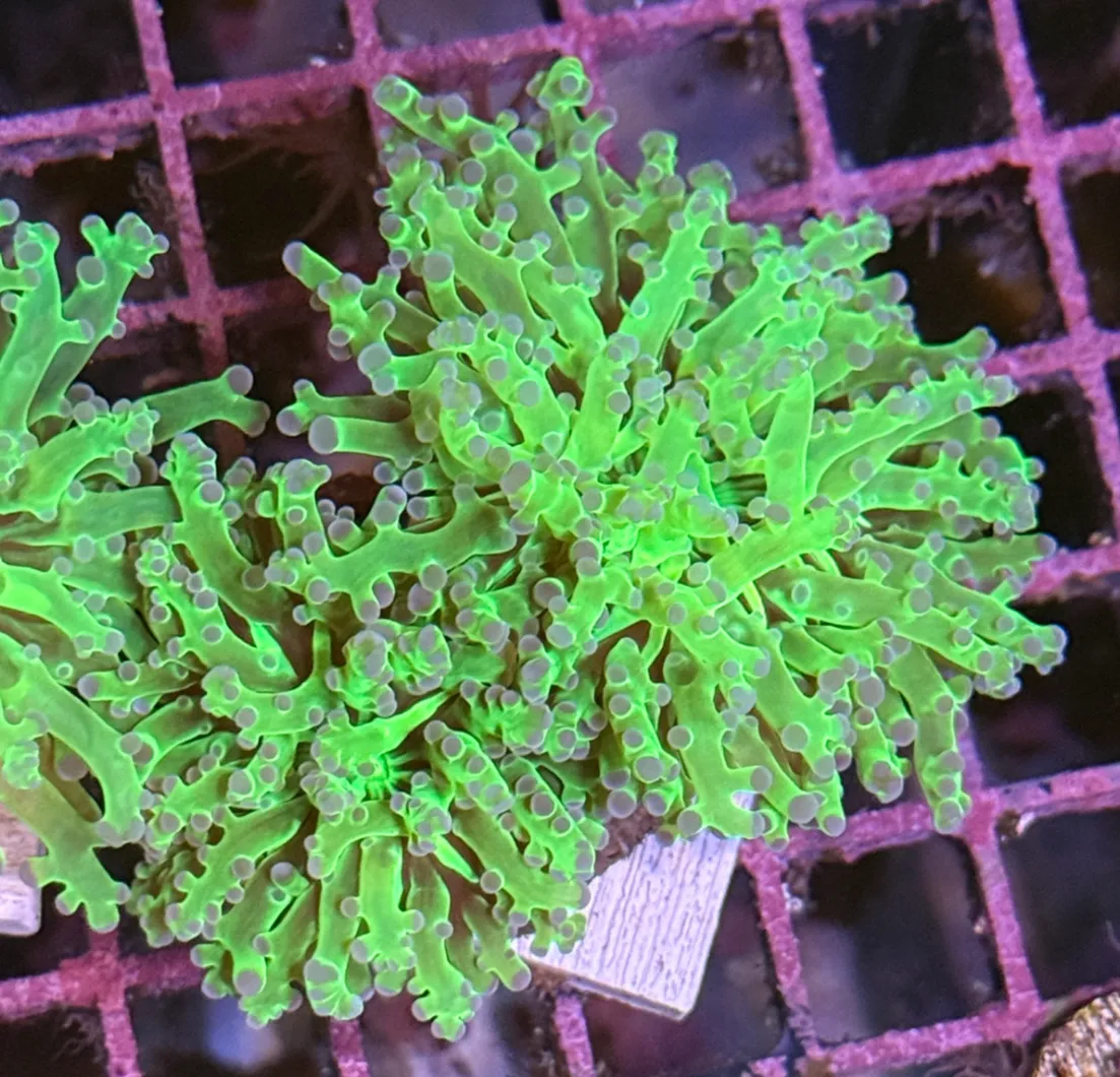 Bright Green with Purple Tips Frogspawn R1B2