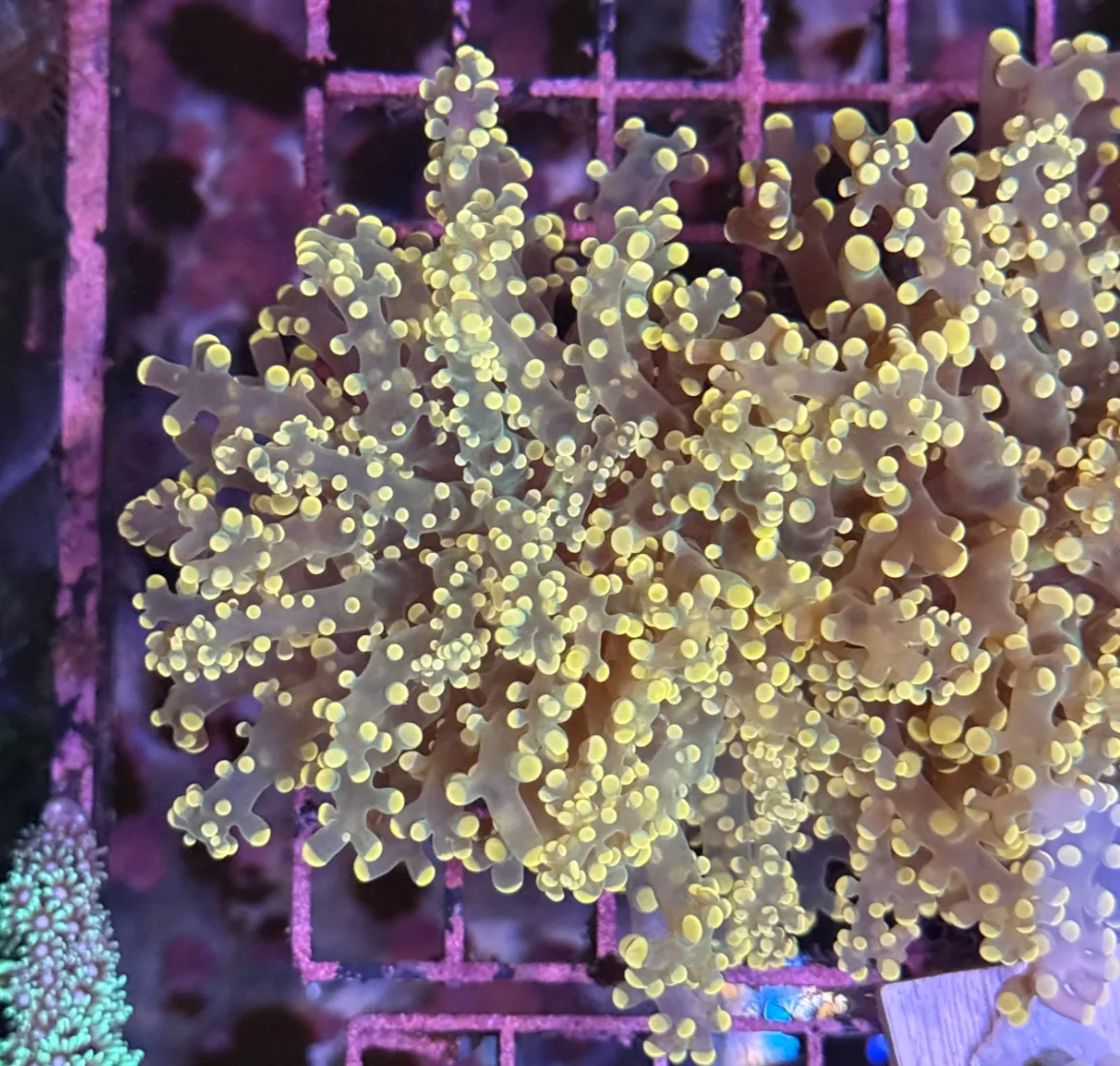 Pink Peach Tip Octospawn R1C1
