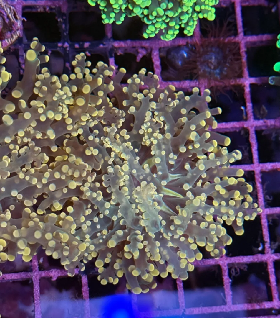 Pink Peach Tip Octospawn R1C3