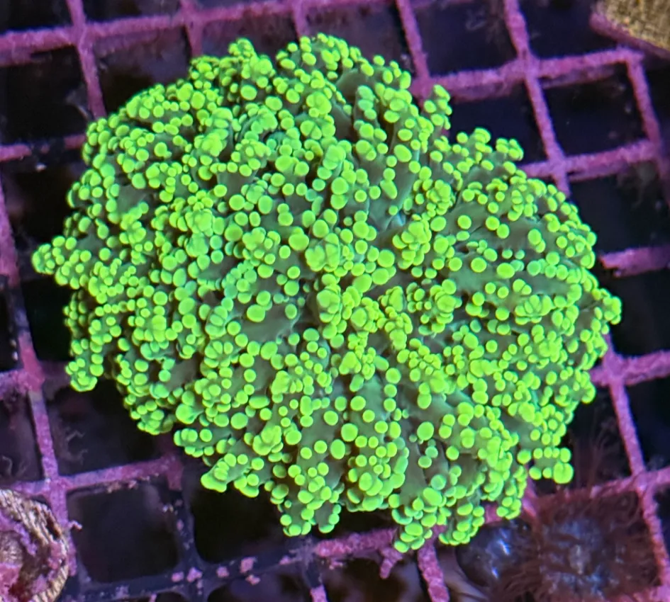 Bright Yellow Tip Octospawn R1B3