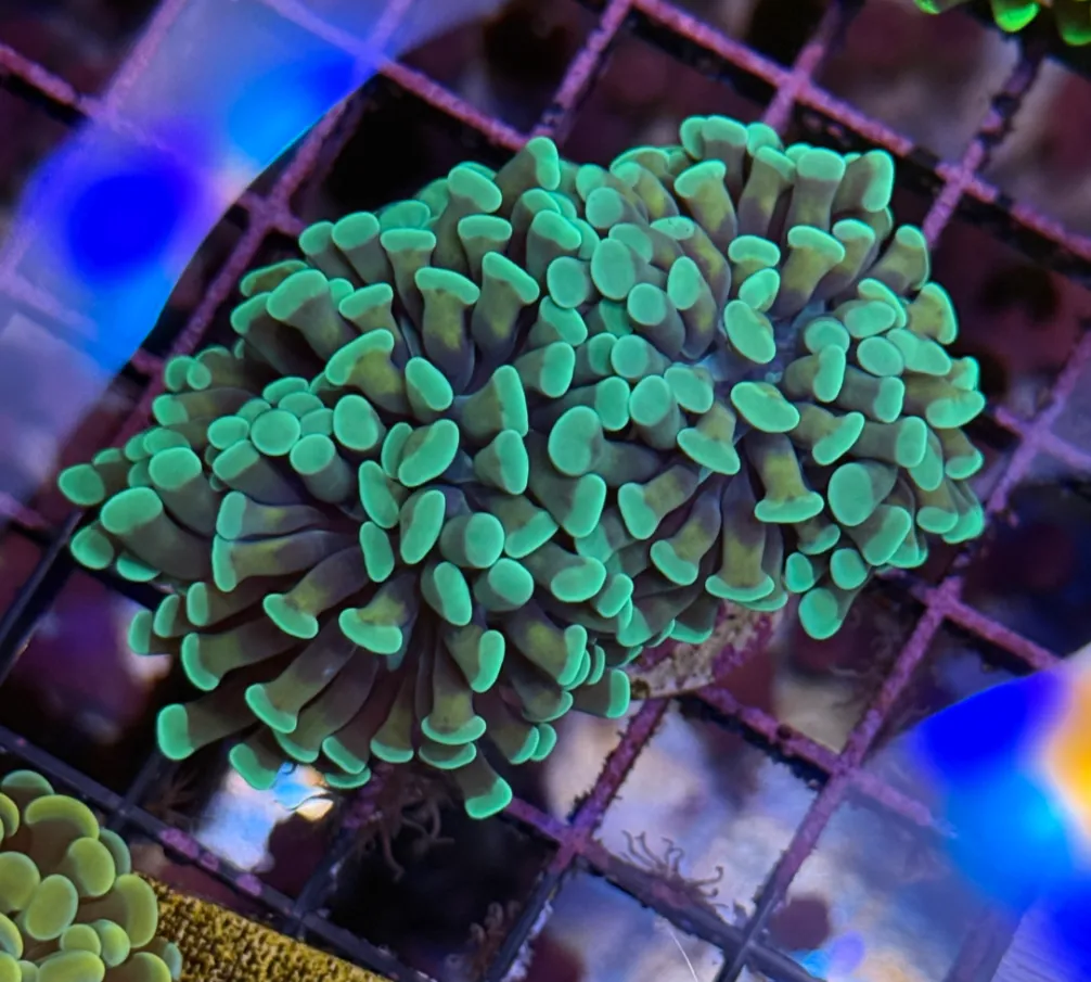 Honeycomb Branching Hammer R2B3