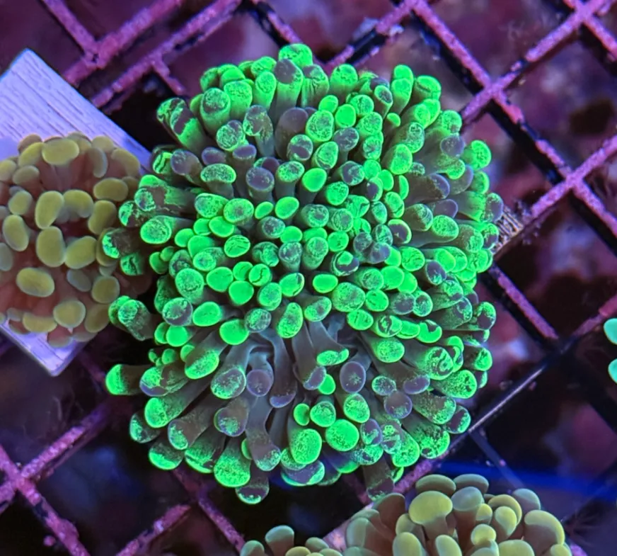 Toxic Splatter Branching Hammer R2A3