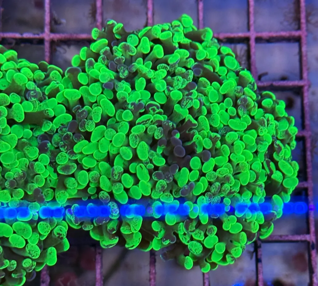 Toxic Splatter Branching Hammer R2D6