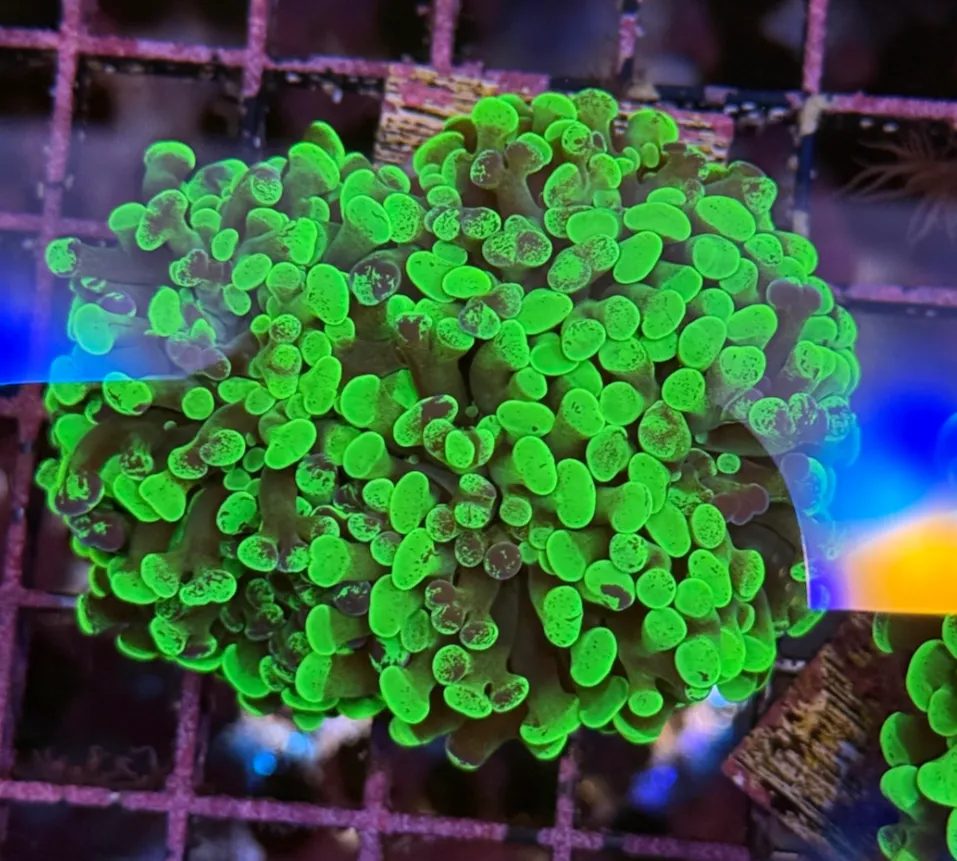 Toxic Splatter Branching Hammer R2B4