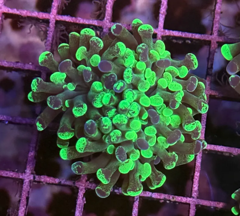 Toxic Splatter Branching Hammer R2A6