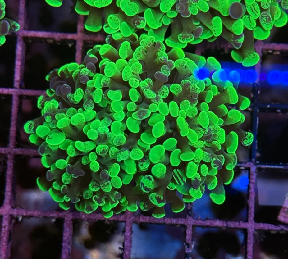 Toxic Splatter Branching Hammer R2B5