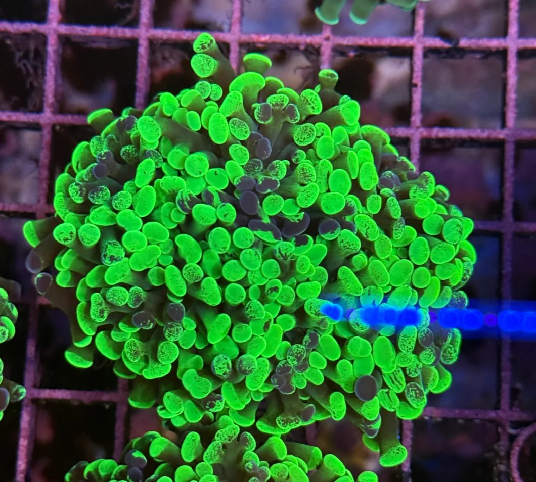 Toxic Splatter Branching Hammer R2B6