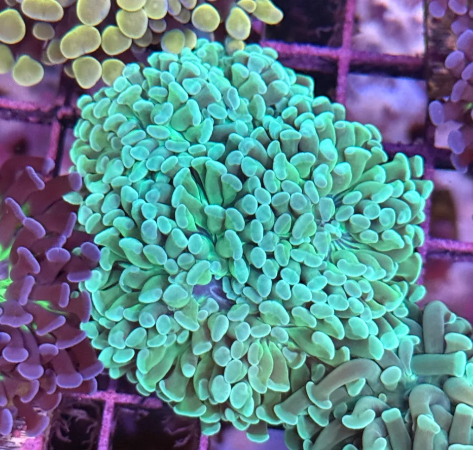 Mint Green Branching Hammer R2B8