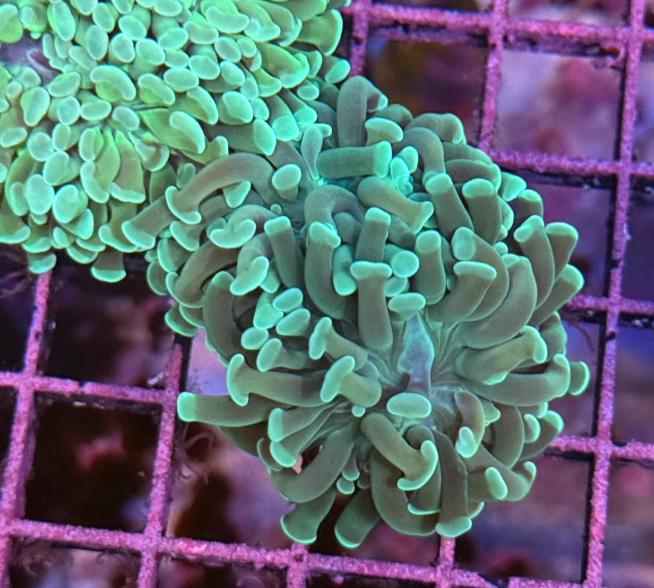 Mint Green Branching Hammer R2B7