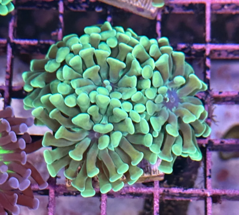 Mint Green Branching Hammer R2C9