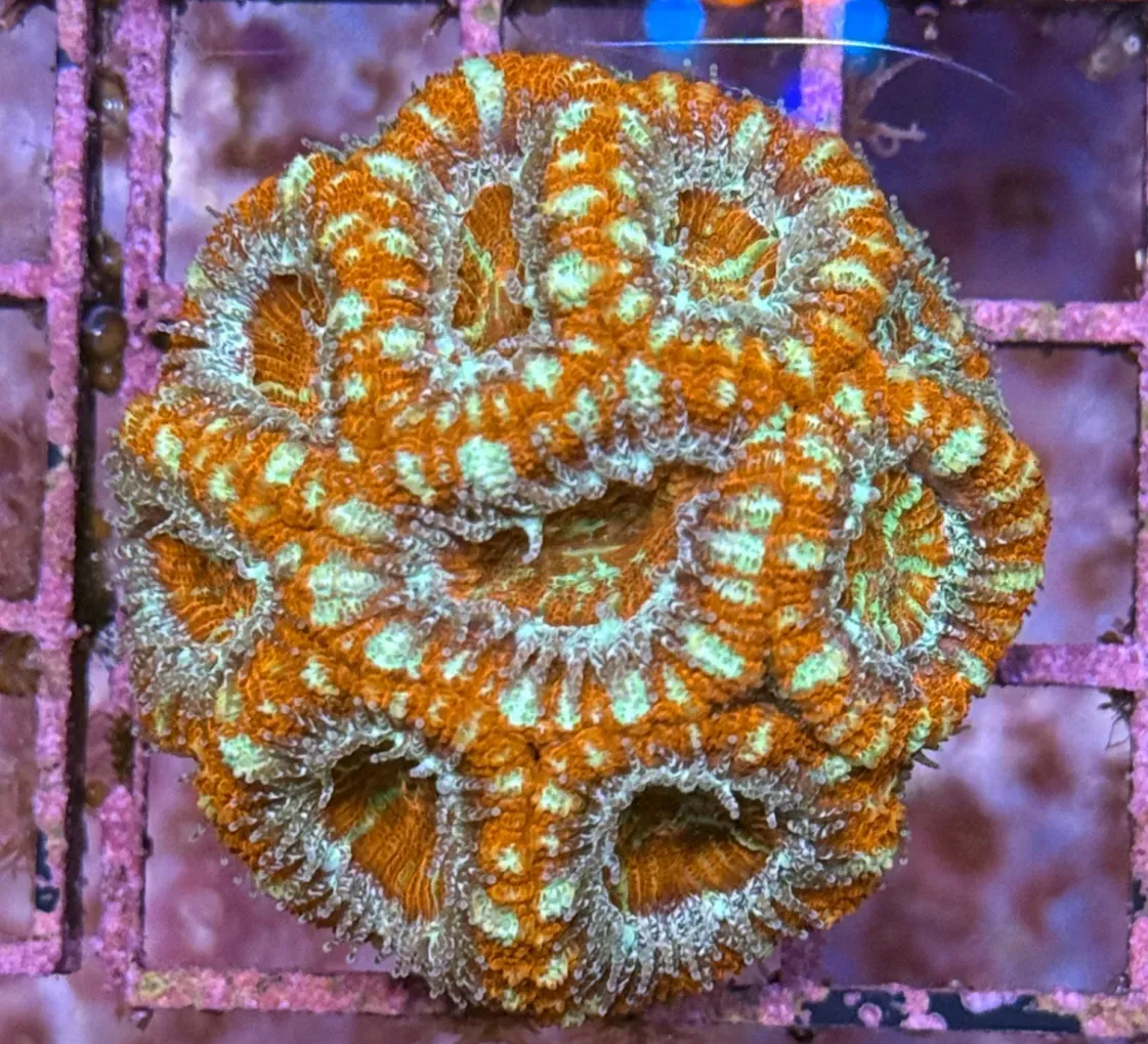 Ultra Acan R2A1