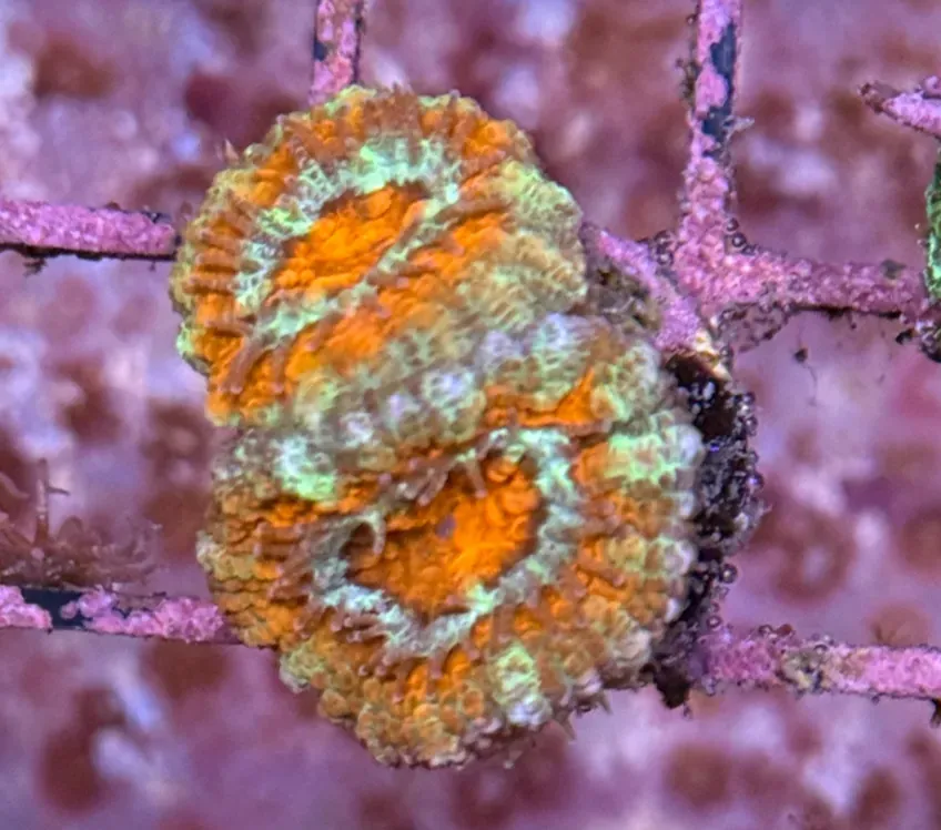 Ultra Acan R2B1