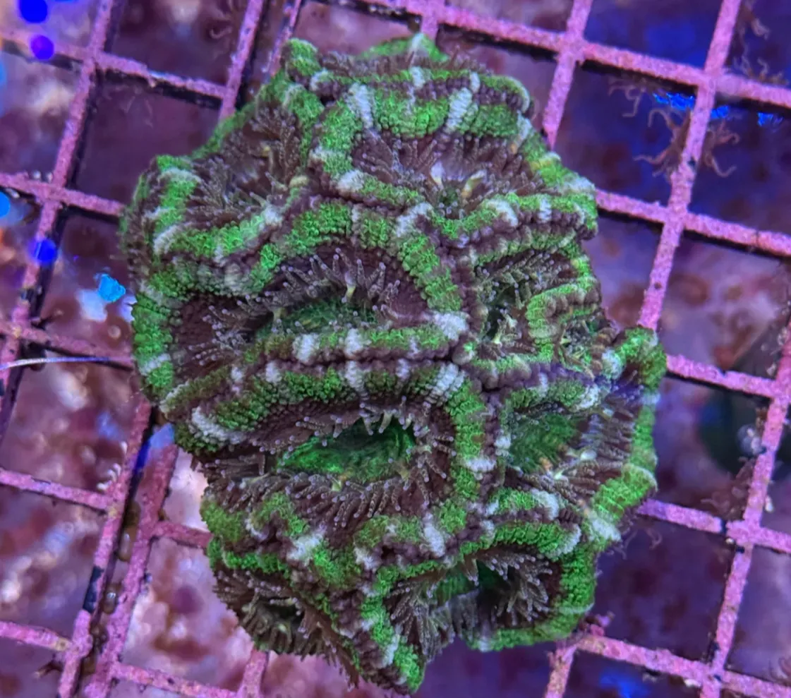 Ultra Acan R2A2