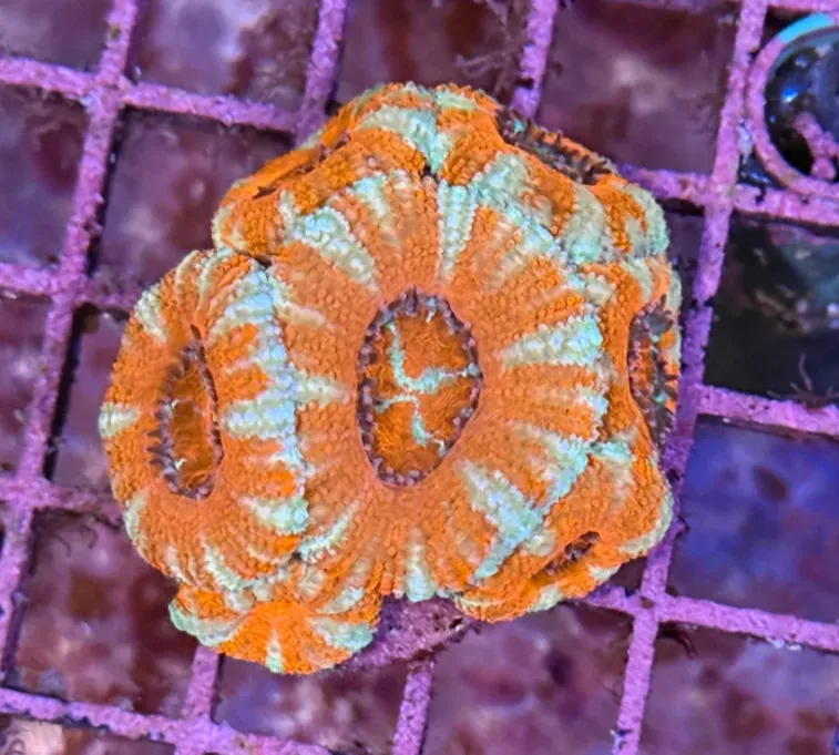 Ultra Acan R2A6