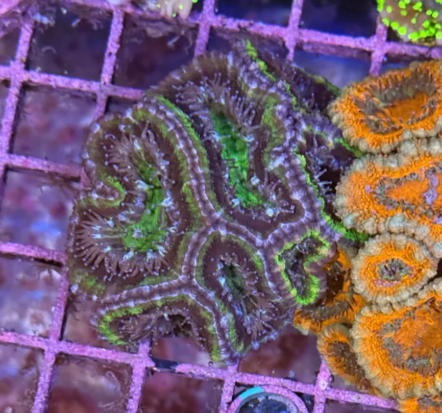 Ultra Acan R2A7