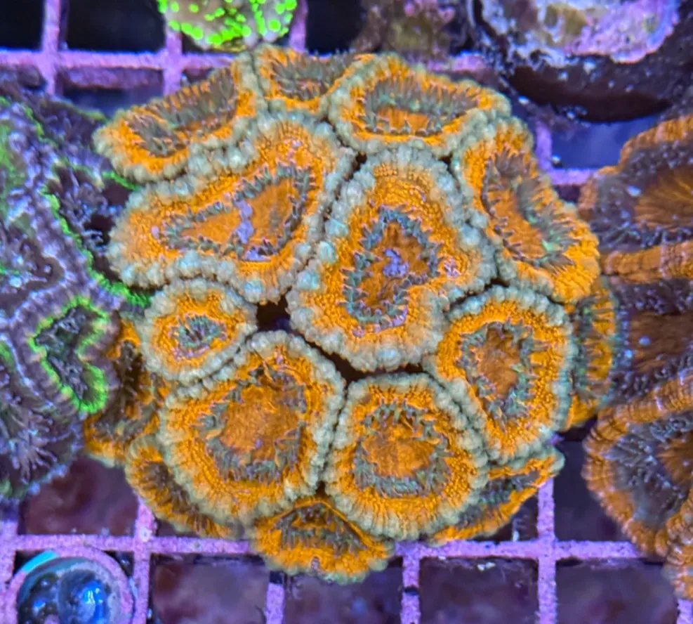 Ultra Acan R2B7