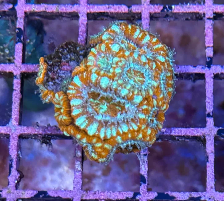 Ultra Acan R2B6
