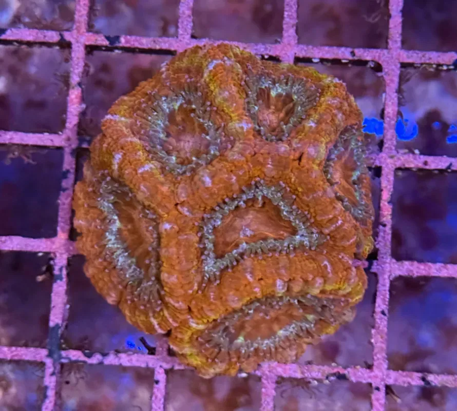 Ultra Acan R2B4