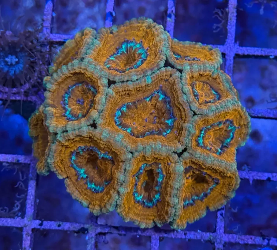 Ultra Acan R2B2