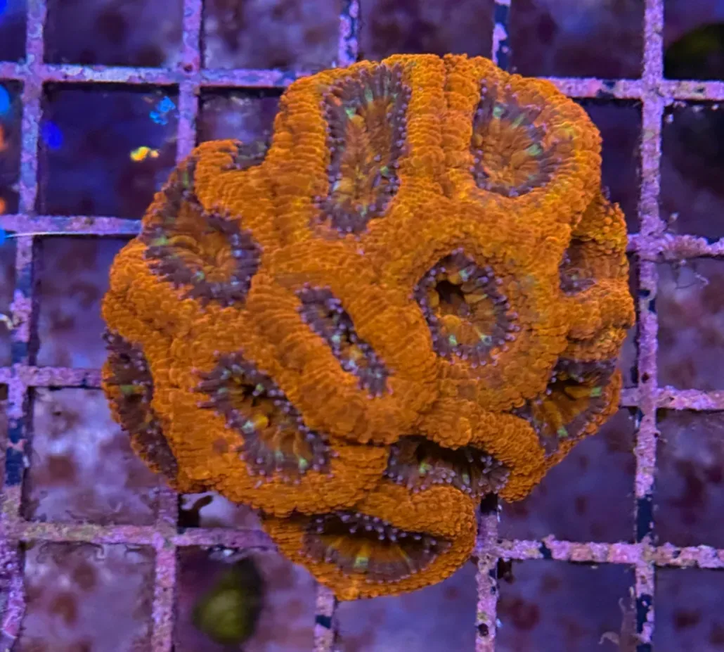 Ultra Acan R2C1