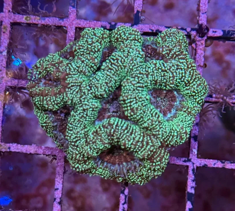 Ultra Acan R2C2