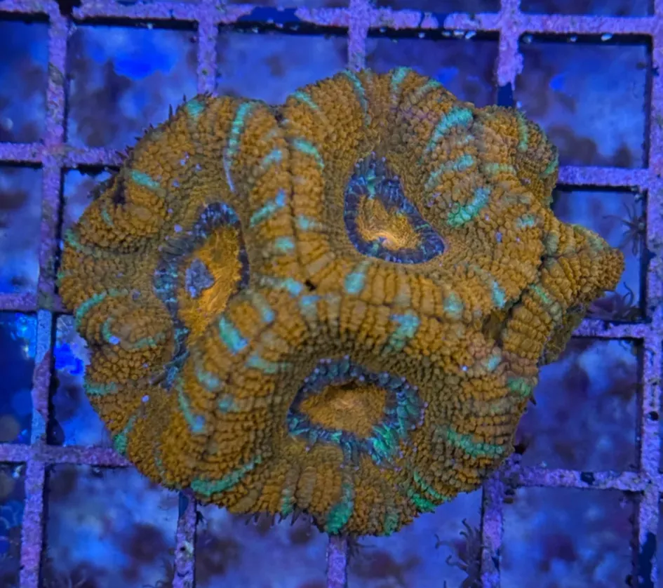Ultra Acan R2C3