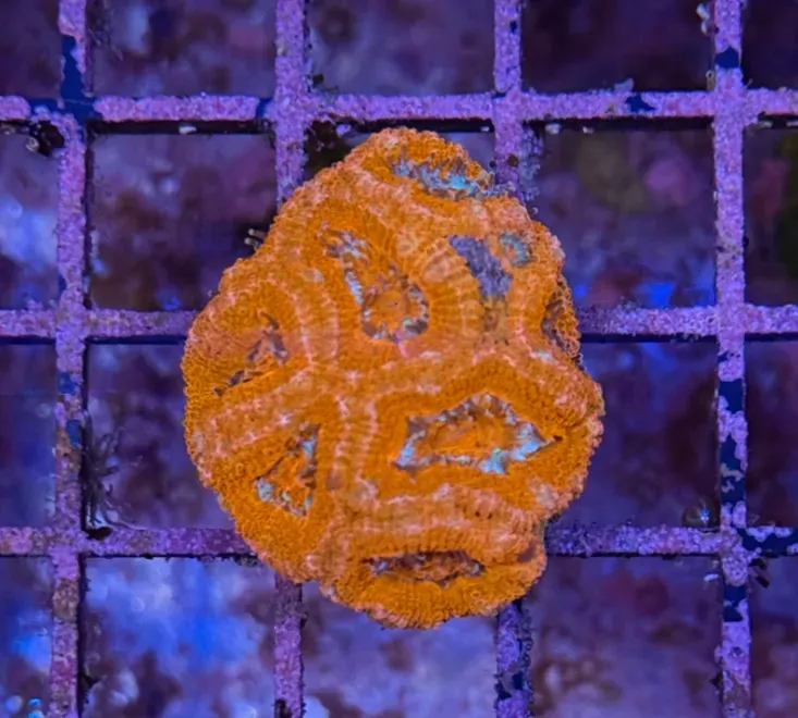 Ultra Acan R2C4