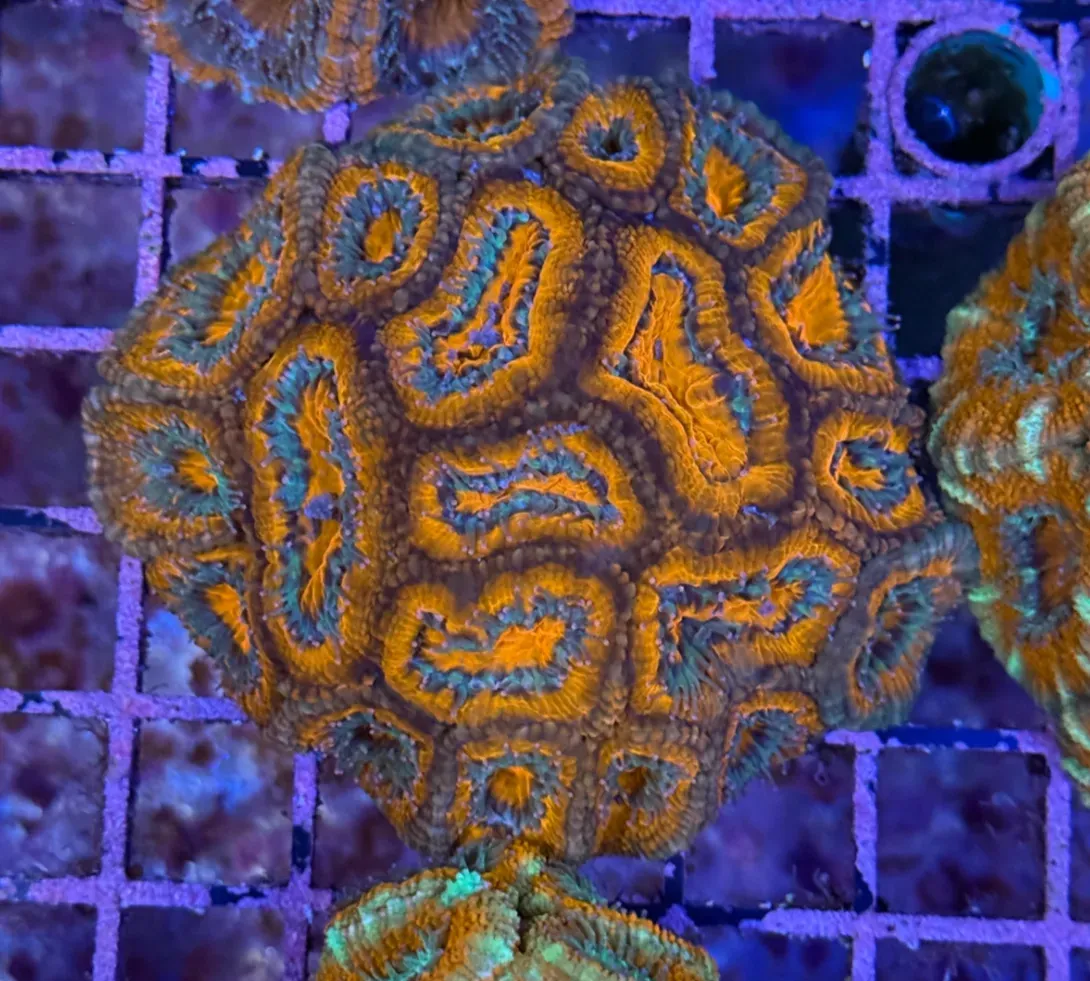 Ultra Acan R2C6