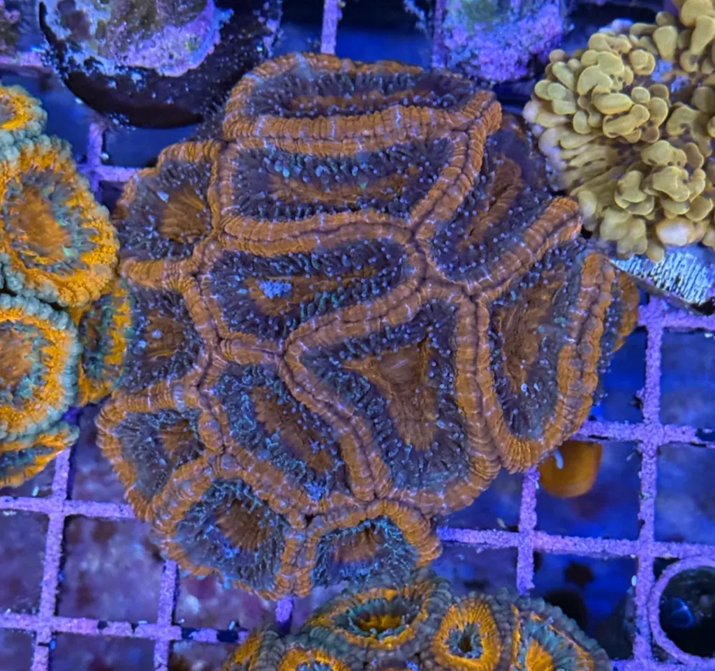 Ultra Acan R2C7
