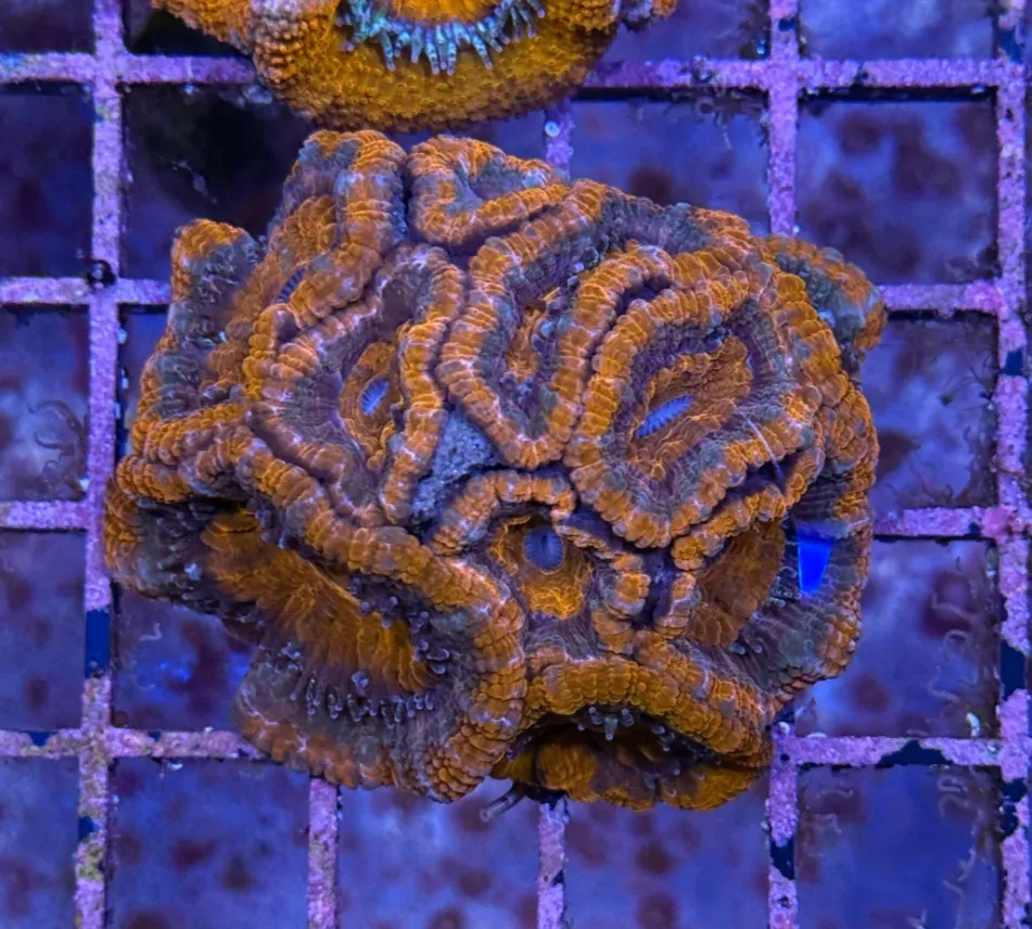 Ultra Acan R2D1