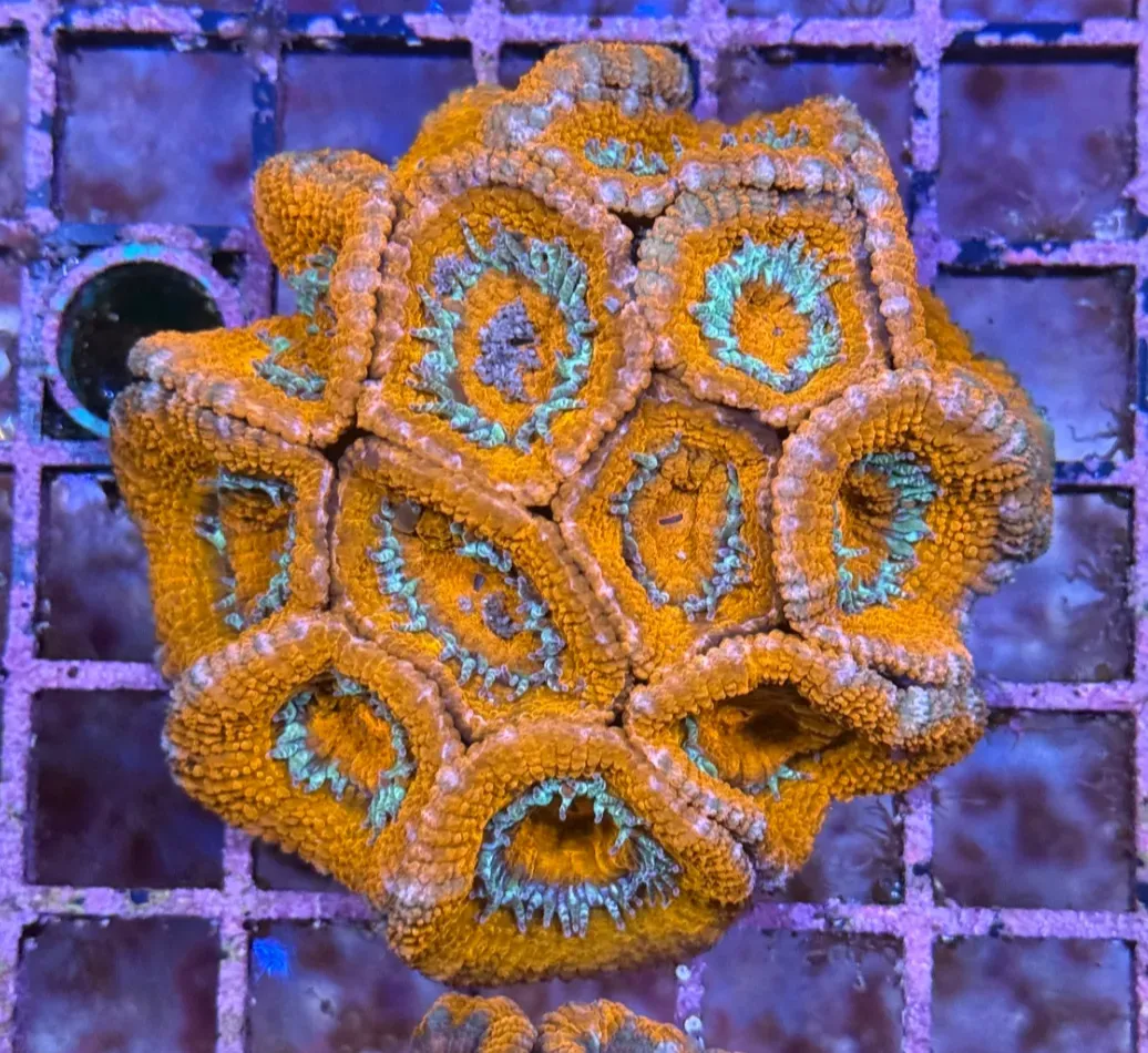 Ultra Acan R2D2