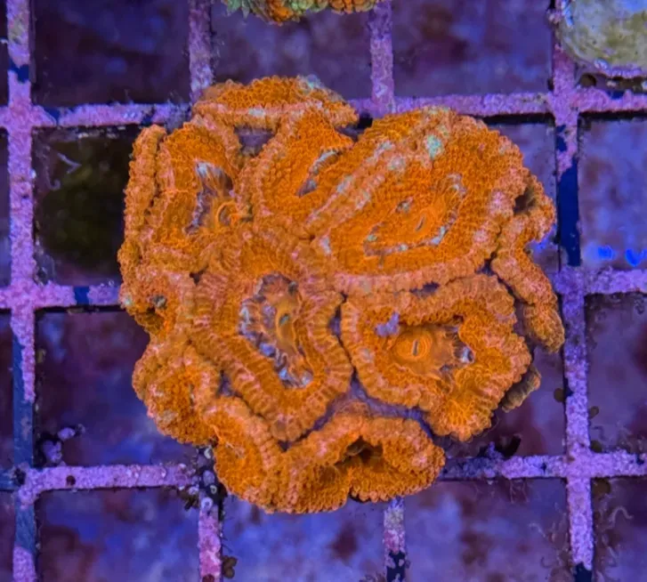 Ultra Acan R2D4