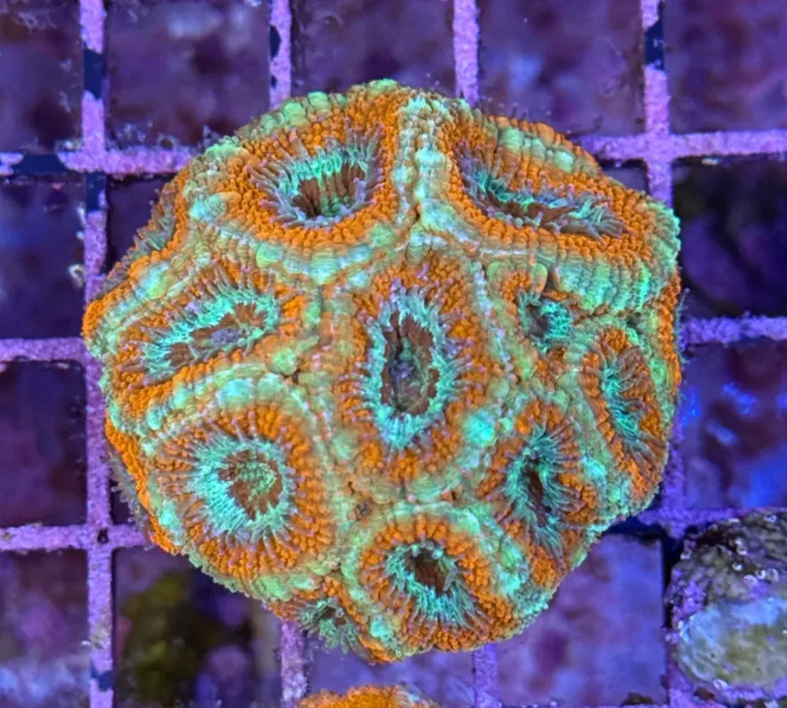 Ultra Acan R2D5