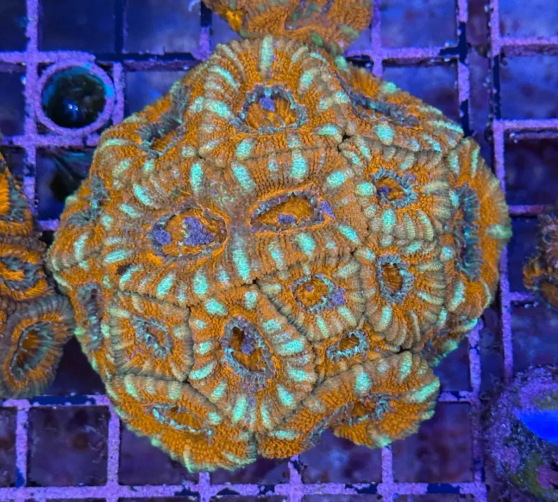 Ultra Acan R2D6