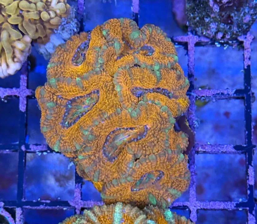 Ultra Acan R2D7