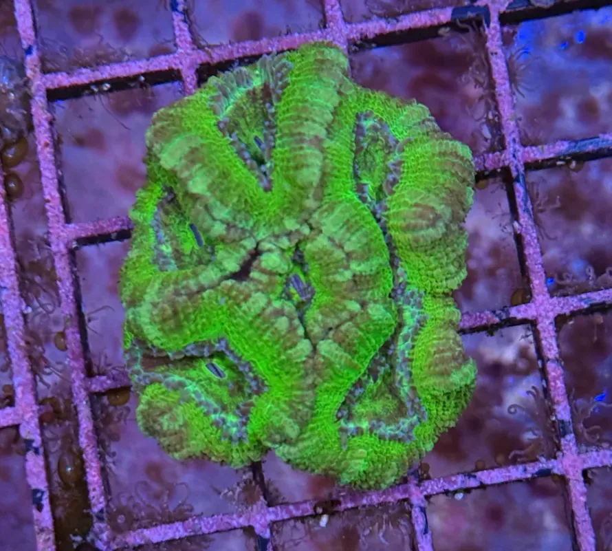 Ultra Acan R3A3