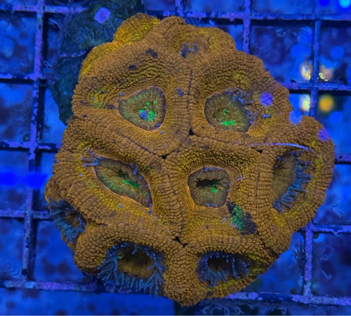 Ultra Acan R3B1