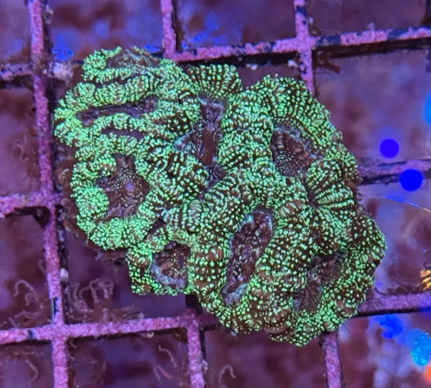 Ultra Acan R3B3