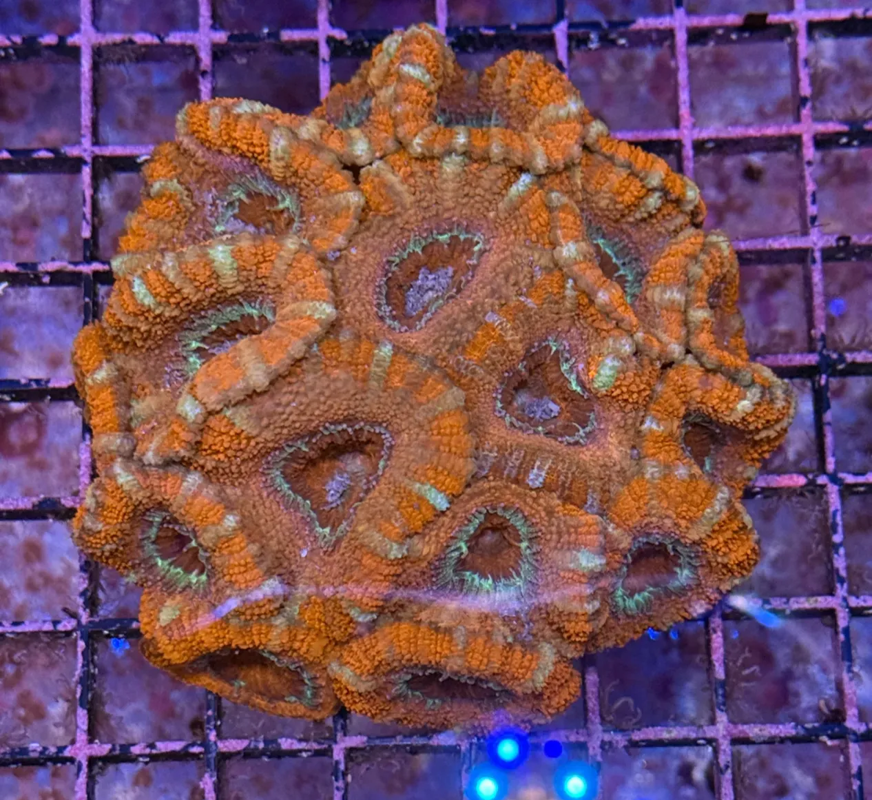 Ultra Acan R3C4