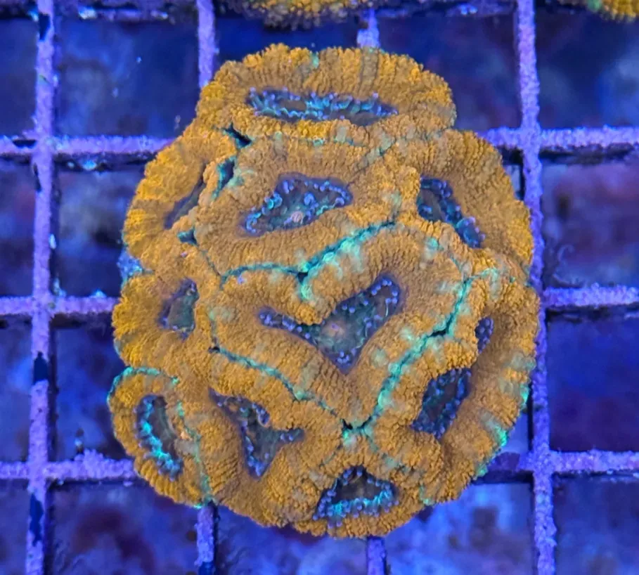 Ultra Acan R3B5