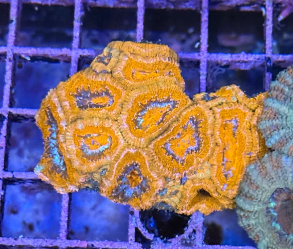 Ultra Acan R3B7